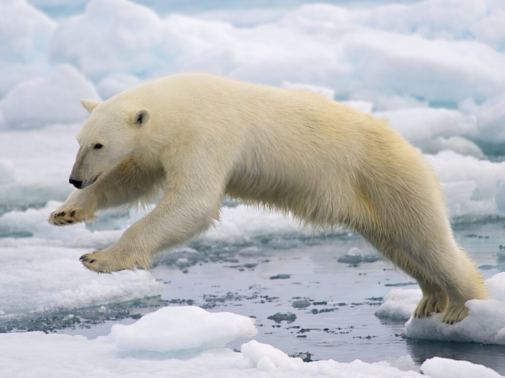 polar bear leaping from ice over water to other ice