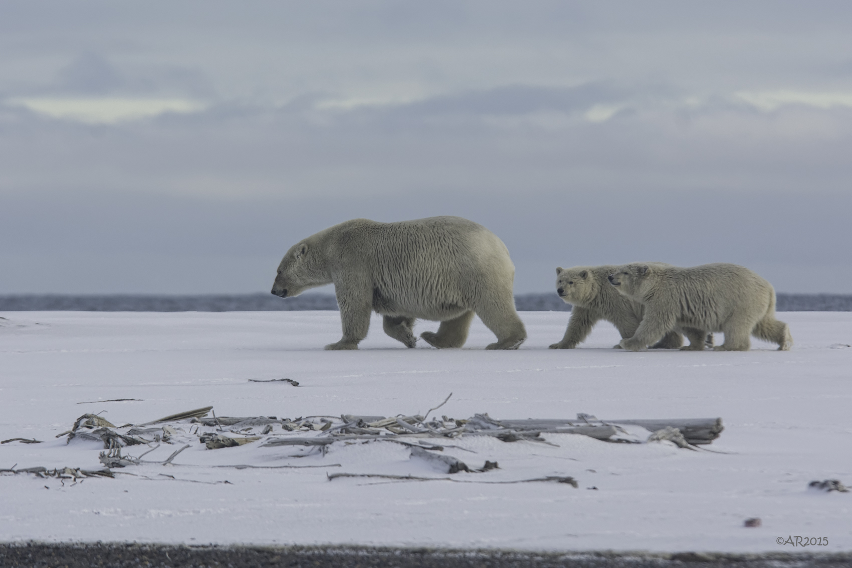 Mother bear walking in the snow with two cubs walking behind her. Photo by Anita Ritenour.