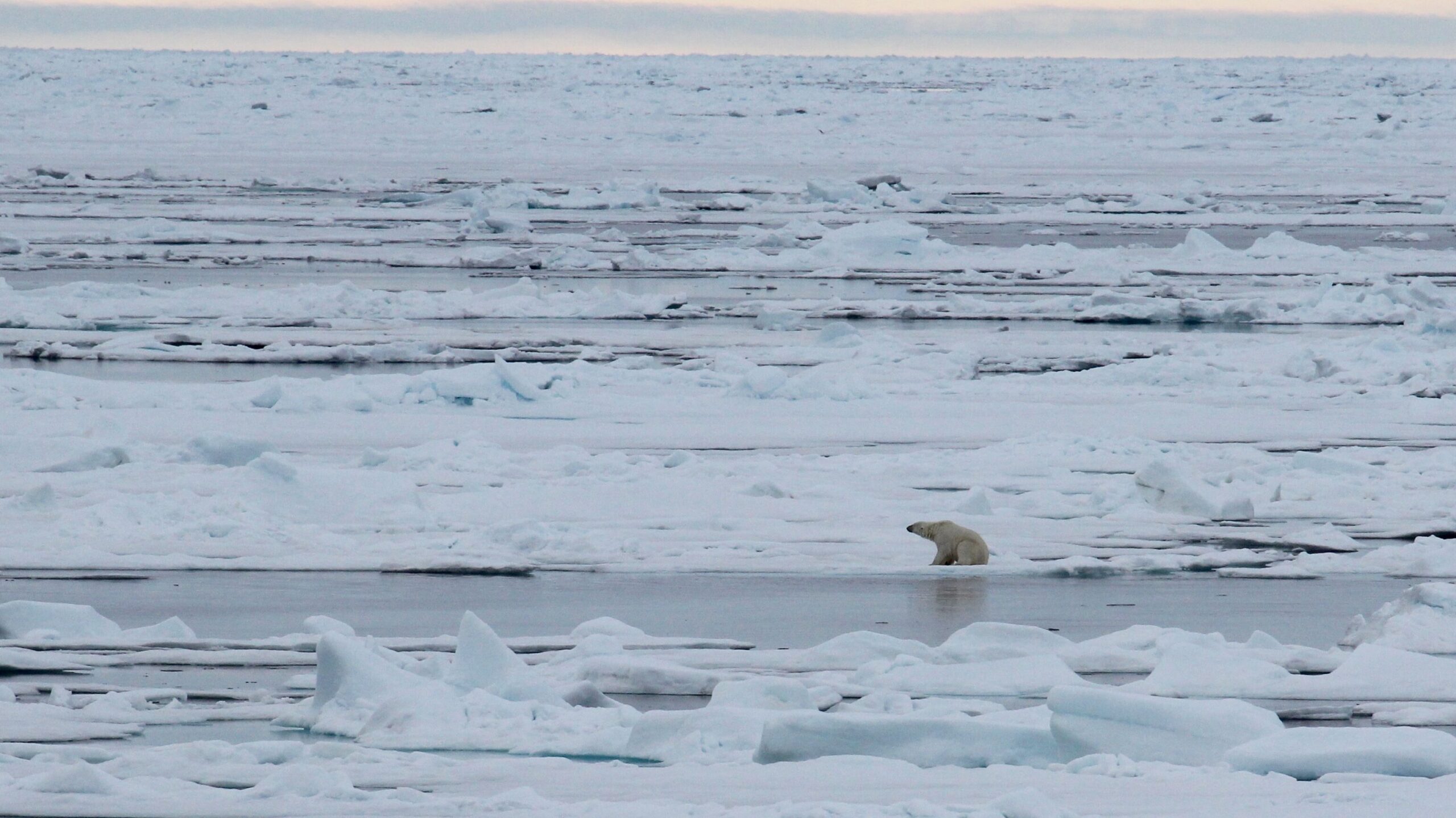 Polar bear sitting on the ice in the distance in Norway. Photo by Gary Bembridge.