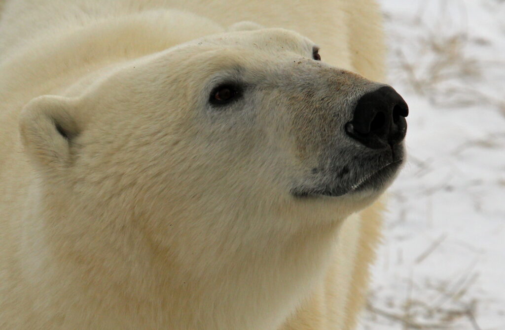 Close up of adult polar bear. Photo by em_j_bishop.